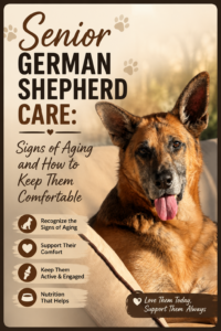 senior German shepherd care